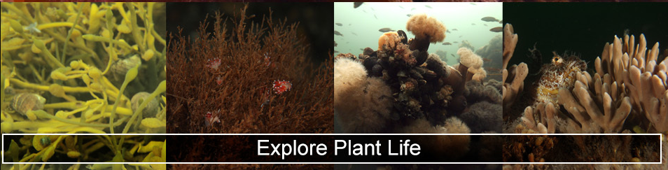 Explore Plants